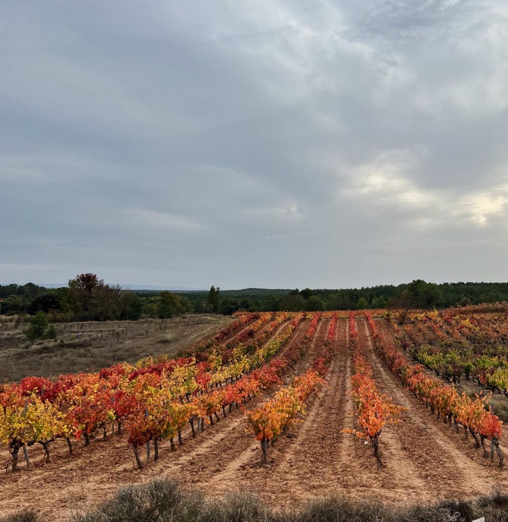 Ribera del Duero: 3 wijnhuizen om in de gaten te houden